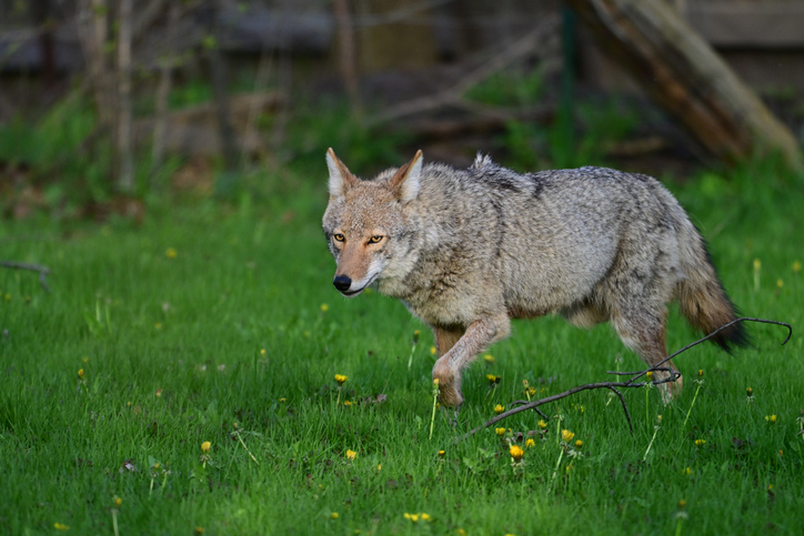 Urban Wildlife a Coyote walking on a vacant lot